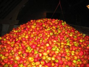 Récolte de Pommes