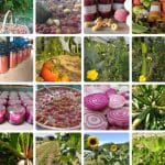La Ferme de la Sittelle : Conserverie paysanne bio en Normandie, saveurs et savoir-faire local