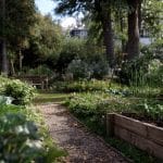 Que planter en Septembre au potager ?