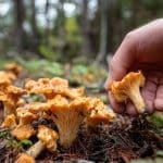 Cueillette de champignons : le guide du débutant pour récolter en toute sécurité