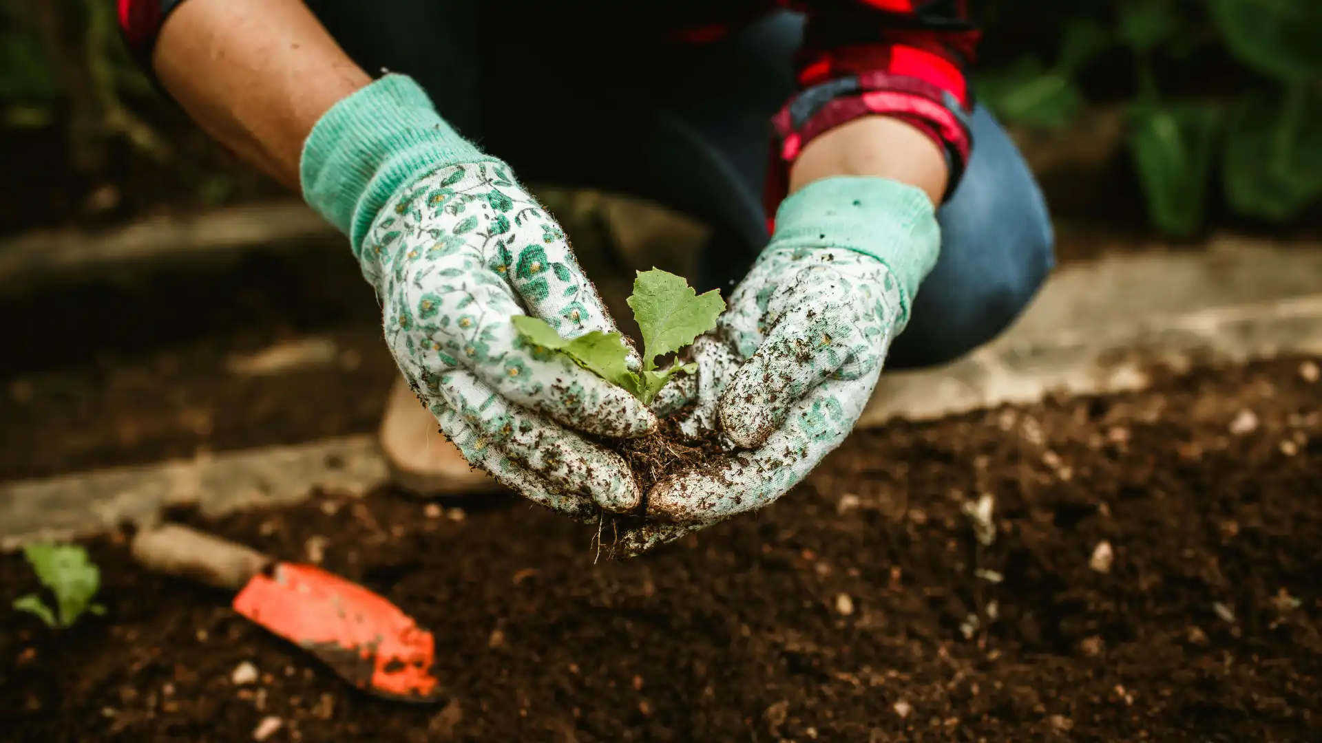Que planter en octobre, du potager aux bulbes de printemps